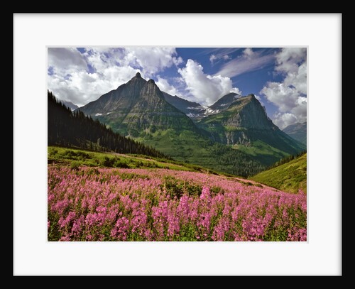 Fireweed blooms in Glacier National Park by Anonymous