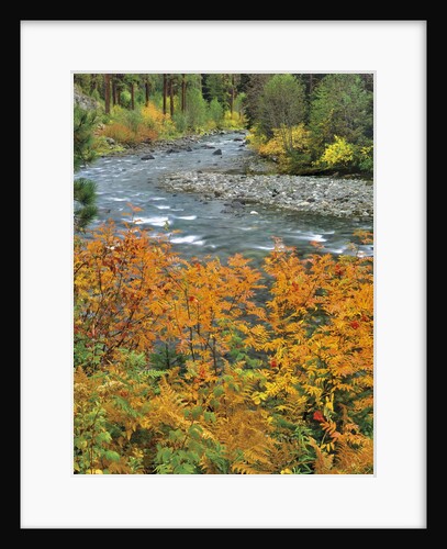 Autumn color along Imnaha River by Anonymous