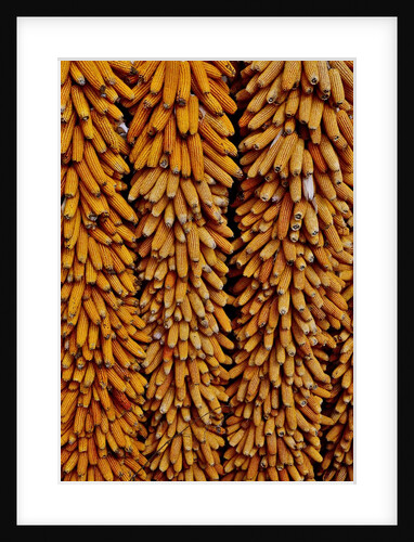 Drying Corn by Anonymous