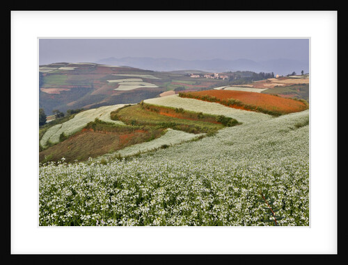 Farm land of Dongchuan Red Lands, China by Anonymous