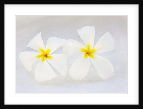 White Plumeria by Anonymous