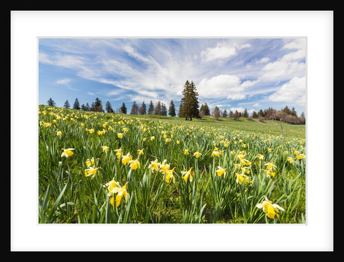 Wild Daffodil on alpine meadow by Anonymous