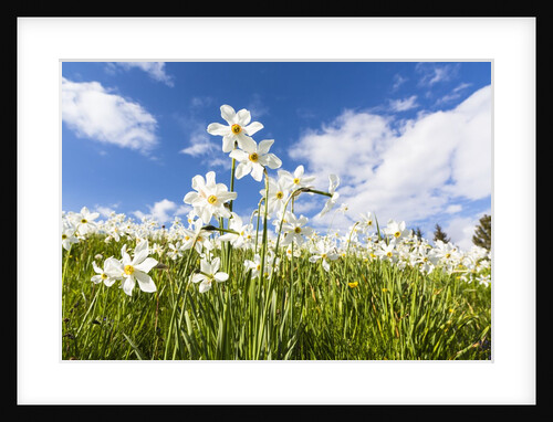 White Daffodil blooming by Anonymous
