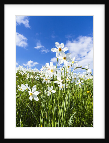 White Daffodil blooming by Anonymous