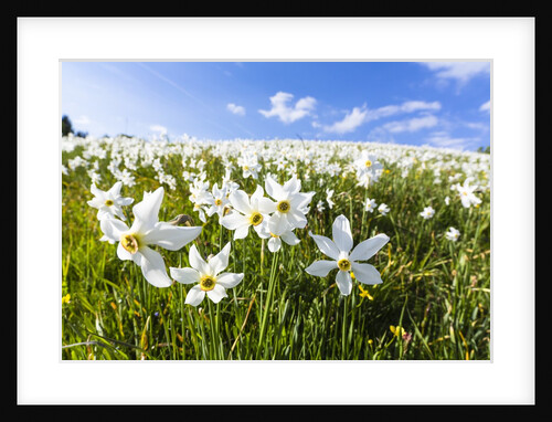 White Daffodil blooming by Anonymous