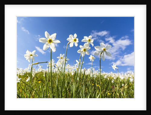 White Daffodil blooming by Anonymous