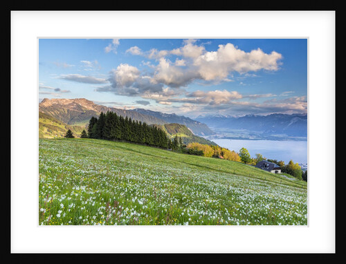 White Daffodil blooming by Anonymous
