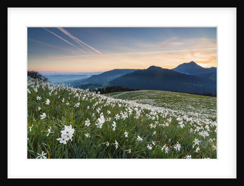 White Daffodil blooming by Anonymous
