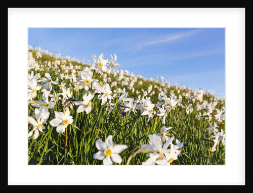 White Daffodil blooming by Anonymous