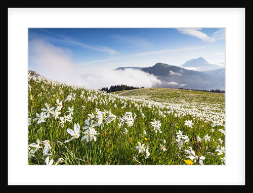 White Daffodil blooming by Anonymous