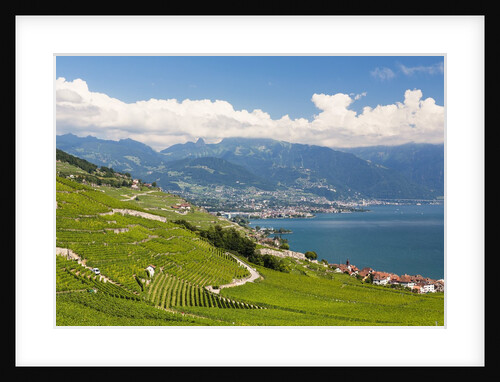 Lavaux vineyards by Anonymous