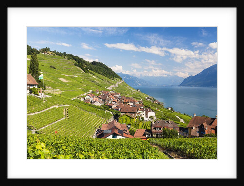 Lavaux vineyards by Anonymous