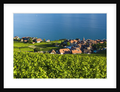 Lavaux vineyards by Anonymous