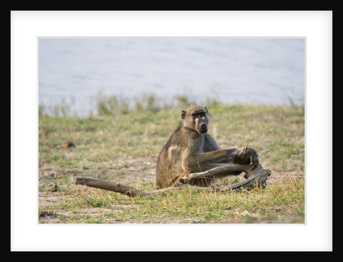 Chacma baboon by Anonymous