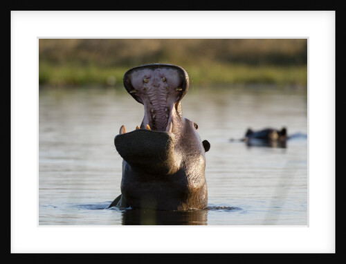 Hippopotamus yawning by Anonymous