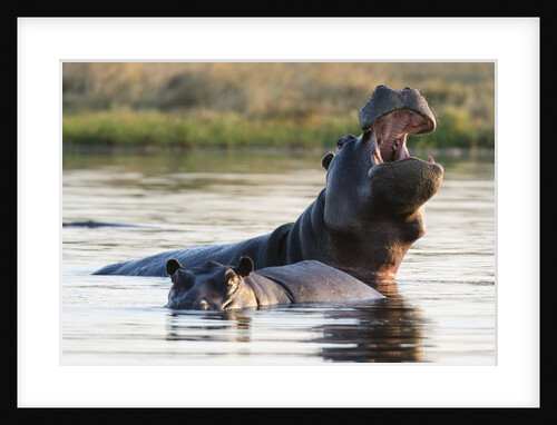 Hippopotamus yawning by Anonymous