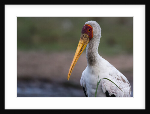 Yellow-billed stork by Anonymous