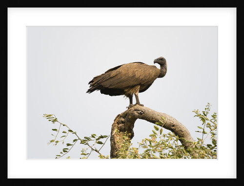White-backed vulture perching by Anonymous
