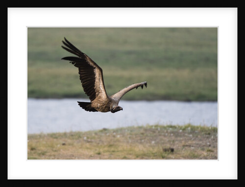 White-backed vulture in flight by Anonymous