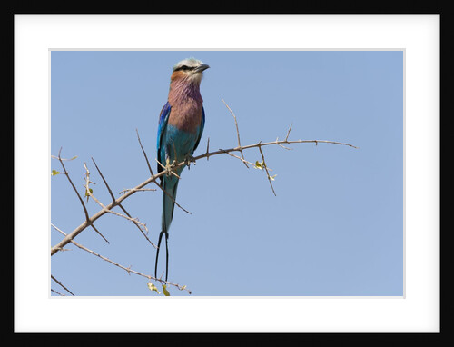 Lilac-breasted roller by Anonymous