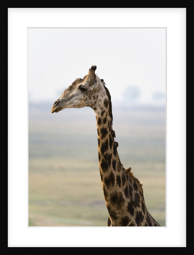 Giraffe by Anonymous