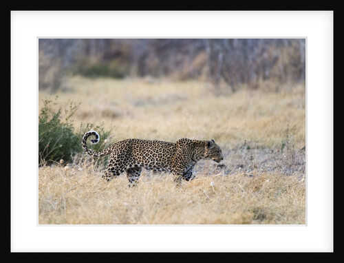 Leopard by Anonymous