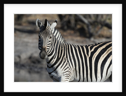 Zebra by Anonymous