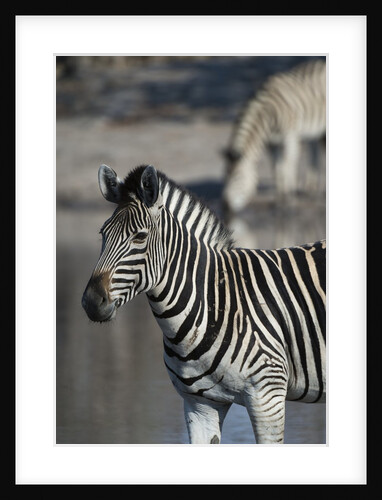 Zebra by Anonymous