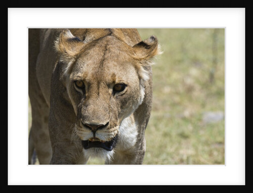 Lion by Anonymous