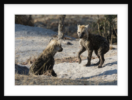 Spotted hyena cubs by Anonymous