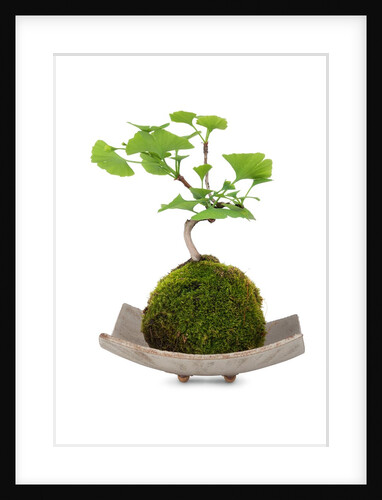 bonsai by Anonymous