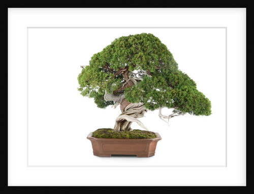 bonsai by Anonymous