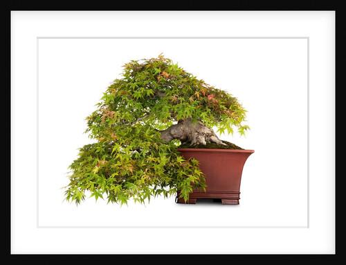 bonsai by Anonymous