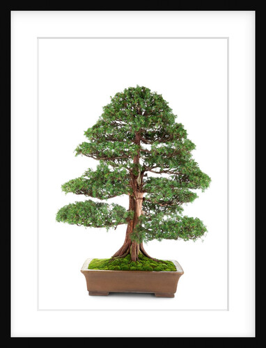 bonsai by Anonymous