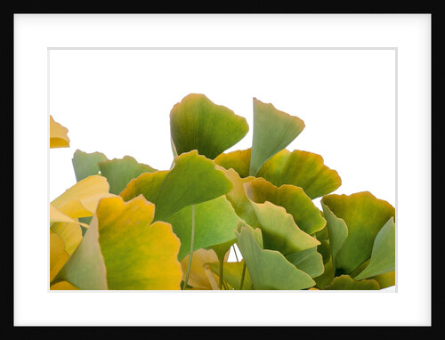 ginko biloba by Anonymous
