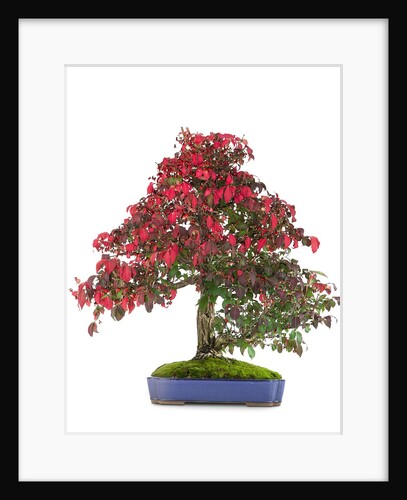 bonsai by Anonymous