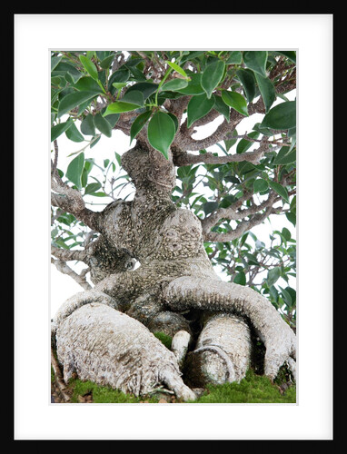 bonsai ficus by Anonymous