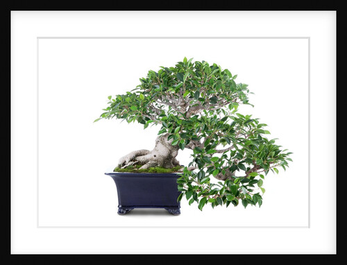 bonsai ficus by Anonymous