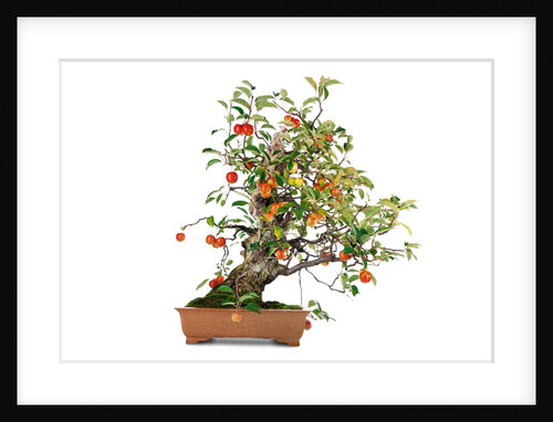 bonsai apple by Anonymous