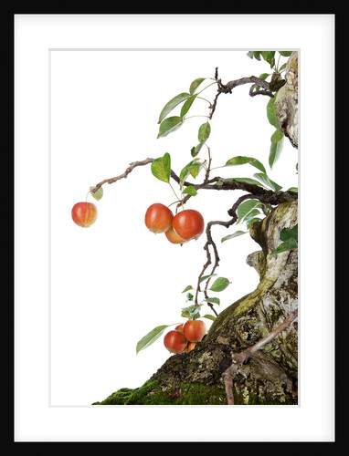 bonsai apple by Anonymous