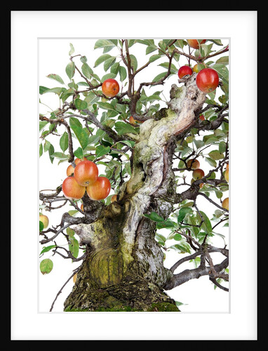 bonsai apple by Anonymous