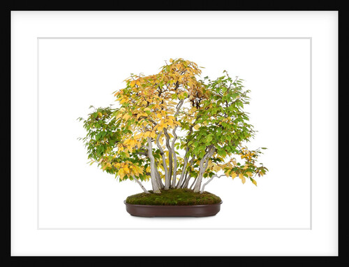 bonsai by Anonymous
