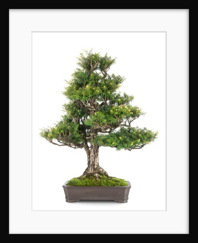 bonsai by Anonymous