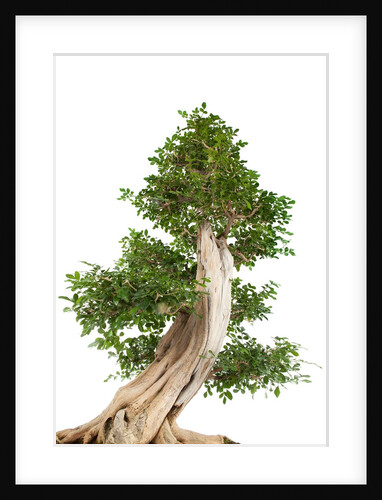 bonsai by Anonymous