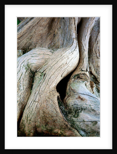 bonsai by Anonymous