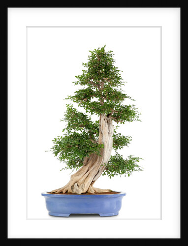 bonsai by Anonymous