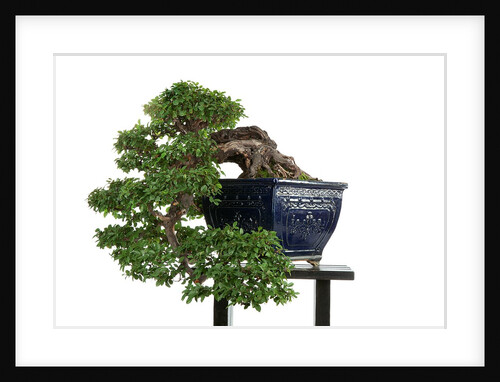 bonsai by Anonymous
