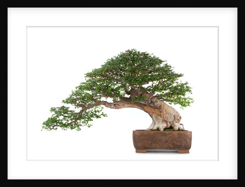 bonsai by Anonymous