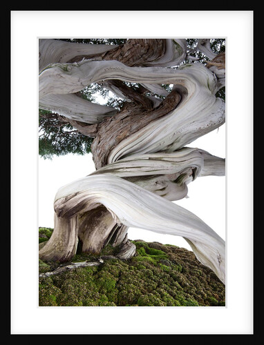 bonsai juniper by Anonymous