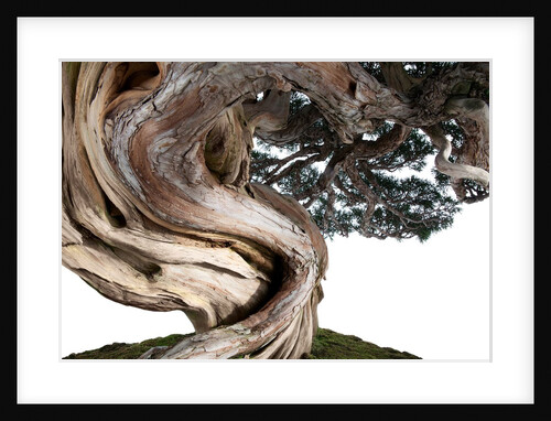 bonsai juniper by Anonymous
